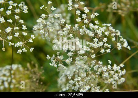 La primavera sta crescendo in natura Falcaria vulgaris Foto Stock