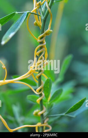 La pianta parassita cuscuta cresce nel campo tra i raccolti Foto Stock