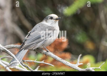 Gray Jay o Canada Jay, Perisoreus canadensis, adulto singolo arroccato su ramo di albero, Monte Robson, Montagne Rocciose, Canada Foto Stock