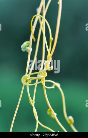 La pianta parassita cuscuta cresce nel campo tra i raccolti Foto Stock