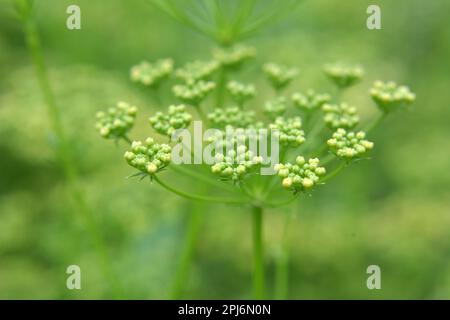 Nel giardino fiorisce prezzemolo, che viene coltivato per produrre semi Foto Stock
