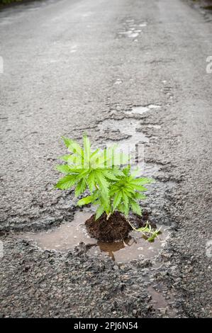 Una pianta 'pot' (indica di cannabis, marijuana) in un profondo pothole su una corsia rurale tipicamente mal mantenuta Herefordshire (UK) Foto Stock