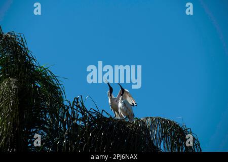 Due Australian White Ibis (Threskiornis molucca) su un albero al Featherdale Wildlife Park, New South Wales, Australia (Foto di Tara Chand Malhotra) Foto Stock