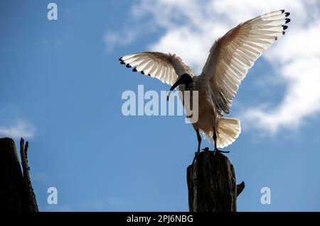 Un Australian White Ibis (Threskiornis molucca) arroccato su uno stand di legno a Sydney, NSW, Australia (Foto di Tara Chand Malhotra) Foto Stock