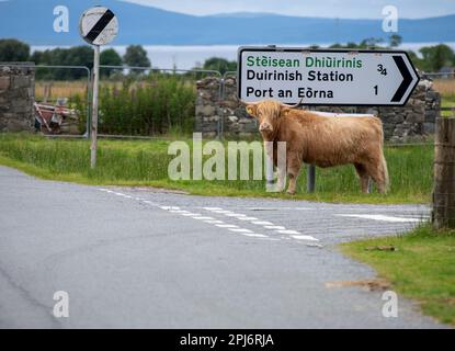 Mucca di Highland da un cartello stradale nel villaggio di Duirinish, Ross-shire, in Scozia, Regno Unito Foto Stock