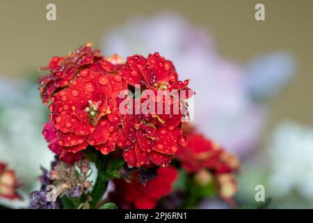 Macro shot di fiori rossi malgascio (kalanchoe blossfeldiana) ricoperti di gocce d'acqua Foto Stock