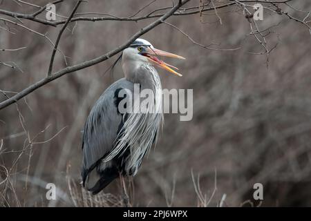 Grande Heron Blu con bocca aperta e lingua visibile. Foto Stock