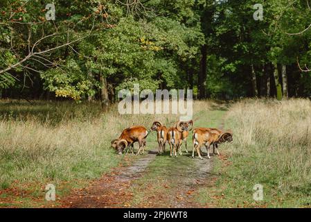 Mandria di muflon europea nella foresta. Mouflon europeo - Ovis orientalis musimon, bella pecora primitiva con corna lunghe provenienti dalle foreste europee e w Foto Stock