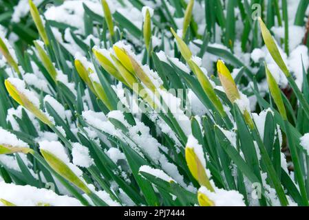 Narcisi in erba ricoperta di neve Foto Stock