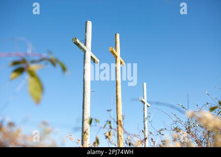 Una vista a basso angolo di tre croce in legno in piedi in un ambiente di campo naturale Foto Stock