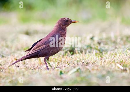Comune femmina di uccello nero (Turdus merula). Foto Stock