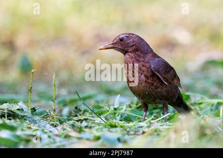 Comune femmina di uccello nero (Turdus merula). Foto Stock