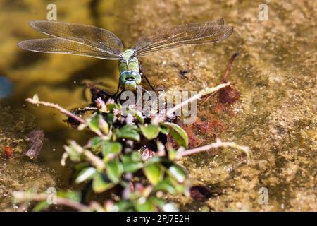Un mosaico darner siede su una pianta sopra l'acqua. Foto Stock