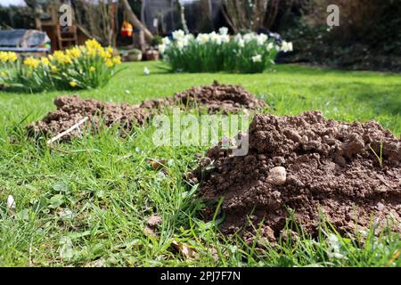 Maulwurfhügel auf einer ungepflegten Rasenfläche im Frühjahr Foto Stock