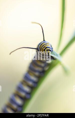 Monarch Butterfly Caterpillar, Danaus plexippus su Milkweed Foto Stock