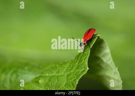 Il cospicuo scarabeo color fuoco si trova sul rigonfiamento di una foglia verde. Foto Stock