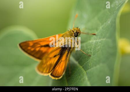 Uno skipper maschio siede su una foglia verde. Foto Stock