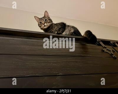 I miei gatti vivono vite migliori Foto Stock
