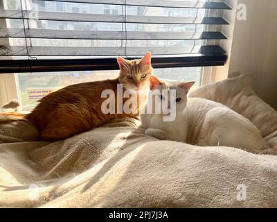 I miei gatti vivono vite migliori Foto Stock