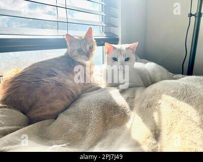 I miei gatti vivono vite migliori Foto Stock