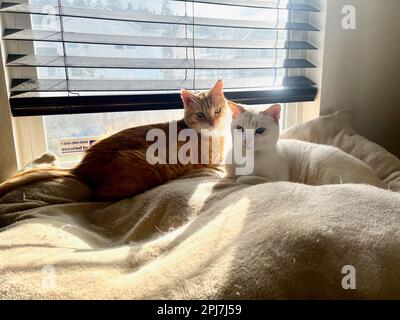 I miei gatti vivono vite migliori Foto Stock