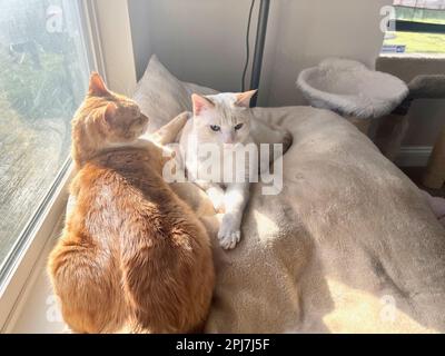 I miei gatti vivono vite migliori Foto Stock