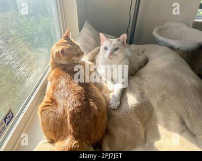 I miei gatti vivono vite migliori Foto Stock