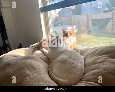 I miei gatti vivono vite migliori Foto Stock