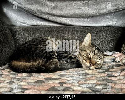 I miei gatti vivono vite migliori Foto Stock