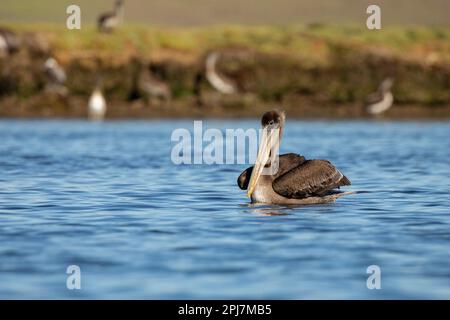 Pellicano marrone nella California del Nord Foto Stock