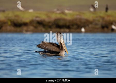 Pellicano marrone nella California del Nord Foto Stock