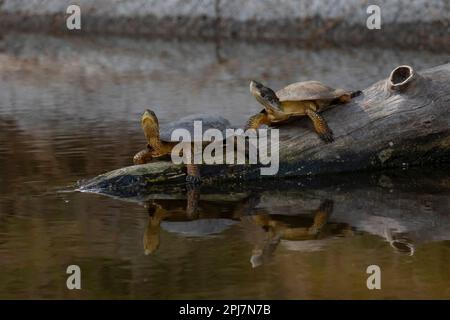 Tartaruga Western Pond in California Foto Stock