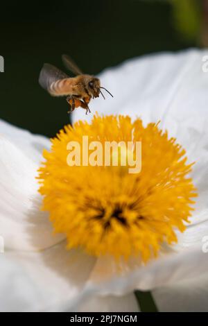 Ape di miele sul papavero di matilija, coulteri di Romnea Foto Stock