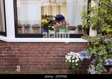 Casa decorata con molti bei fiori in vaso, vista dall'esterno Foto Stock