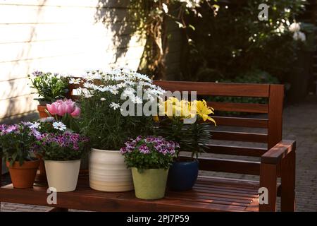 Molte diverse belle piante fioritura in vasi da fiori su panca di legno all'aperto Foto Stock