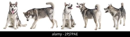 Collage con foto di cane carino su sfondo bianco. Design del banner Foto Stock