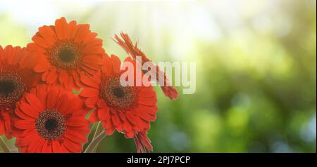 Bouquet di bella gerbera rossa fiori all'aperto il giorno di sole, spazio per il testo. Design del banner Foto Stock