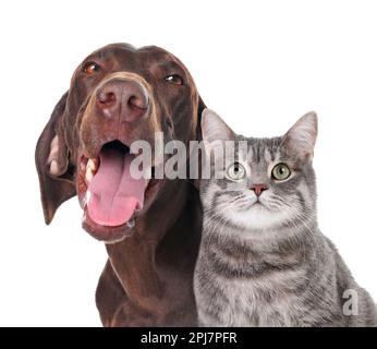 Adorabile gatto e cane su sfondo bianco. Amici carini Foto Stock