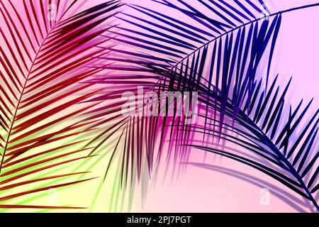Rami di palma e ombre su sfondo rosa, effetto tonalità colore. Festa estiva Foto Stock