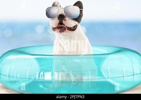 Simpatico cane divertente con occhiali da sole in anello gonfiabile alla spiaggia in cui sono ammessi gli animali domestici Foto Stock