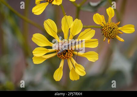 Primo piano di un cranefly o Tipulidae che riposa su un fiore fragile del pennello al ranch d'acqua di Riparian in Arizona. Foto Stock