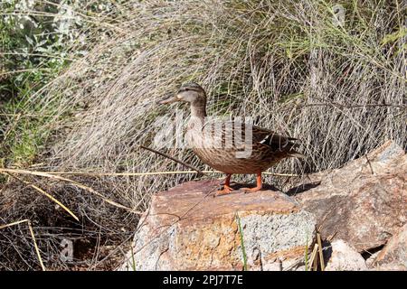 Mallard femminile o platyrhynchos Anas in piedi su una roccia vicino a un ruscello presso il ranch d'acqua Riparian in Arizona. Foto Stock