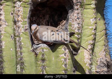 Pianto colomba o Zenaida macroura che si aggira in un cactus saguaro al Riparian Water Ranch in Arizona. Foto Stock