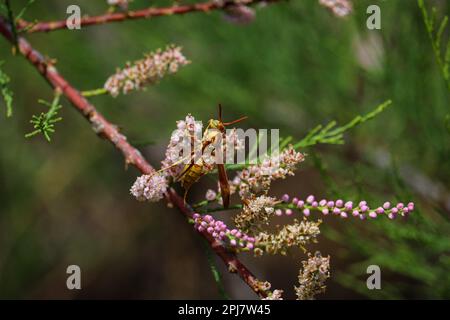 La vespa di carta dorata o l'aurifer di Polistes che si nutrono di fiori di cedro salati al ranch d'acqua di Riparian in Arizona. Foto Stock