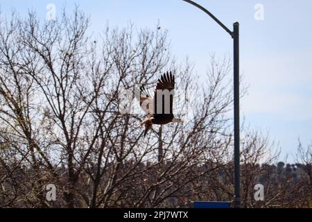 Aquila calva o leucocephalus di Haliaeetus che trasporta un pesce un parco della valle verde in Payson Arizona. Foto Stock