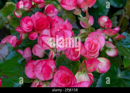 Le begonie rosa fioriscono nel giardino fiorito Foto Stock