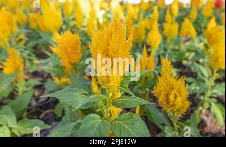 Teste di fiori arancioni della pianta di celosia piuma nel giardino. Fiori arancioni, rossi e gialli di Celosia Argentea Cockscomb Plumed Foto Stock