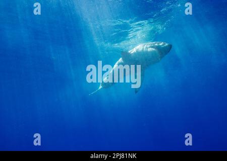 Questo grande squalo bianco, Carcharodon carcharias, è stato fotografato in acque torbide al largo dell'isola di Guadalupe, Messico. Foto Stock