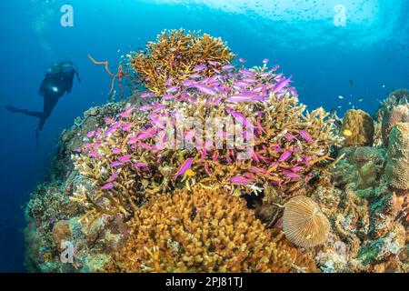 Diver (MR) e una dura barriera corallina con scolari fagiolo di fata viola, Pseudanthias tuka, Filippine. Foto Stock