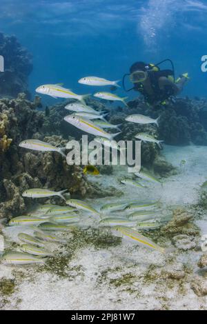 Subacqueo (MR) e scena del reef con pesci gallo yellowstripe, Mulloidichthys flavolineatus, Rarotonga, Isole Cook, Sud Pacifico. Foto Stock